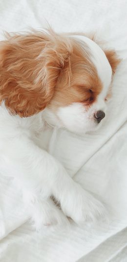 [2436x1125]小狗 皮毛 休憩 宠物 苹果手机壁纸图片