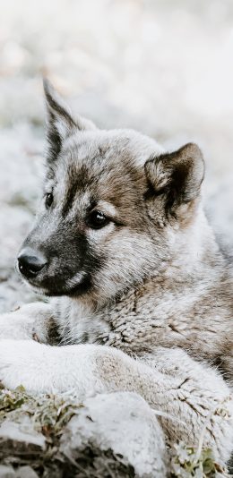 [2436x1125]小狗 皮毛 奶狗 土狗 苹果手机壁纸图片