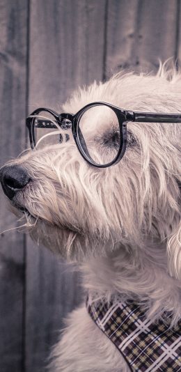 [2436x1125]小狗 眼镜 框架 宠物 苹果手机壁纸图片