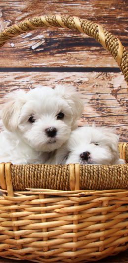 [2436x1125]小狗 编织篮 奶狗 宠物 苹果手机壁纸图片