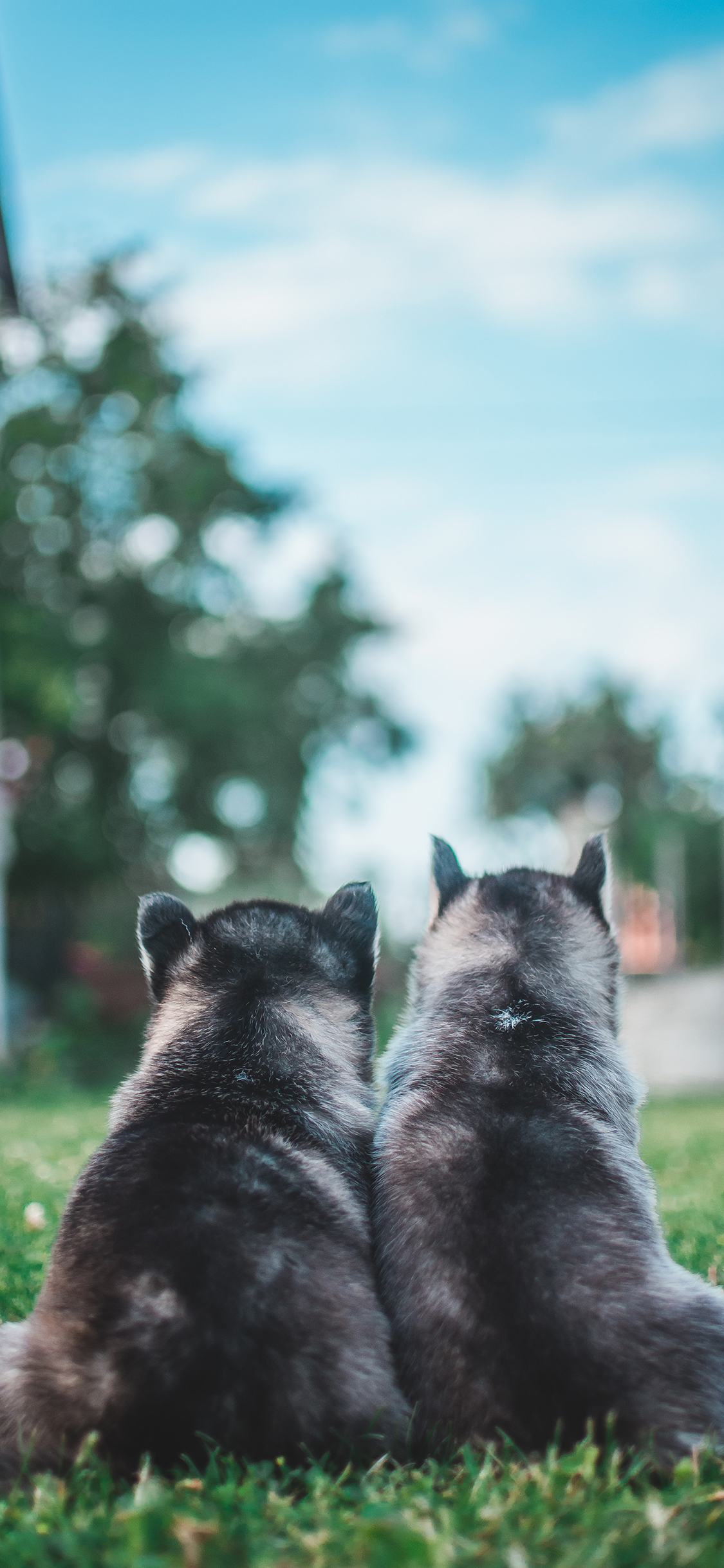 [2436×1125]小狗 背影 宠物 草地 苹果手机壁纸图片