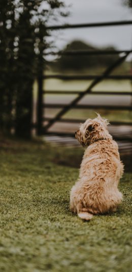 [2436x1125]小狗 背影 草地 庭院 苹果手机壁纸图片