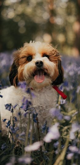 [2436x1125]小狗 花圃 野外 宠物 项圈 苹果手机壁纸图片