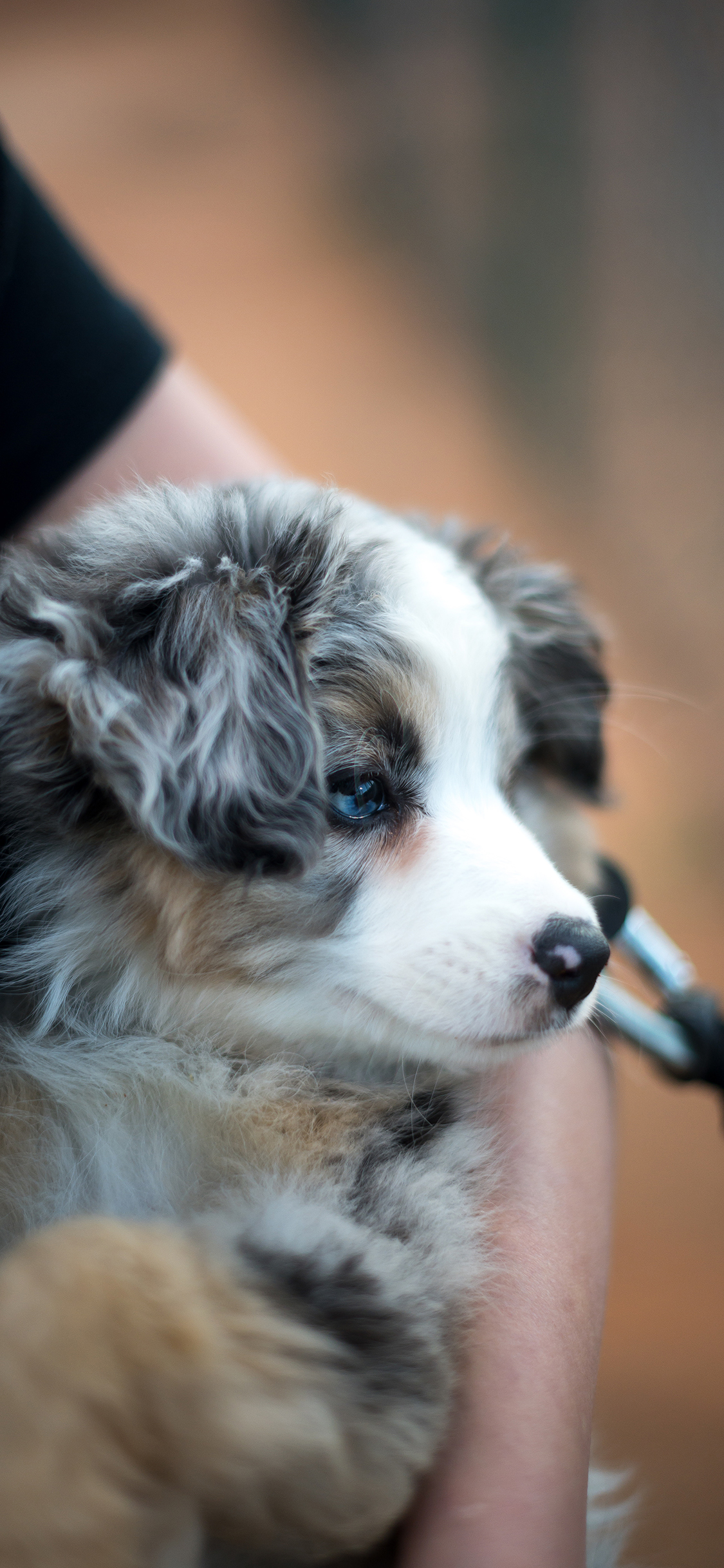 [2436×1125]小狗 花色 宠物 怀抱 苹果手机壁纸图片