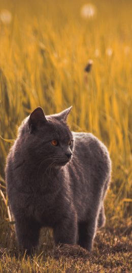 [2436x1125]小猫 猫咪 宠物 户外 草地 苹果手机壁纸图片