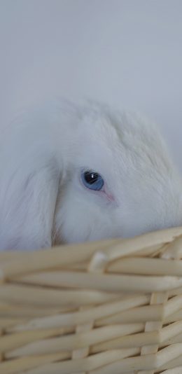 [2436x1125]小白兔 兔子 篮子 竹篮 宠物 可爱 苹果手机壁纸图片