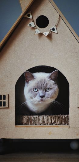 [2436x1125]小窝 宠物 猫咪 喵星人 苹果手机壁纸图片