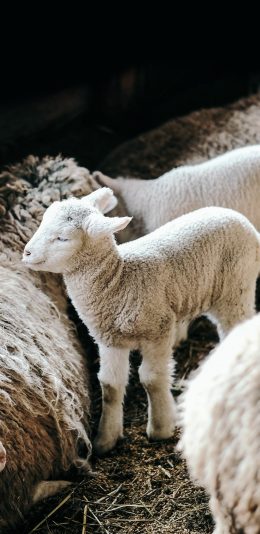 [2436x1125]小绵羊 幼崽 羊羔 圈养 牲畜 苹果手机壁纸图片
