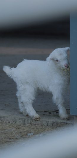 [2436x1125]小羊 吃草 畜牧 羊羔 可爱 苹果手机壁纸图片