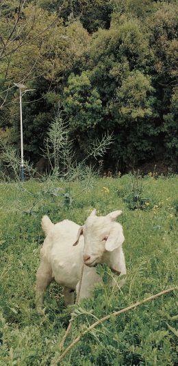 [2436x1125]小羊 山羊 草丛 畜牧 牲畜 苹果手机壁纸图片