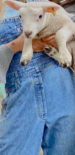 [2436x1125]小羊 牲畜 畜牧 牛仔 可爱 苹果手机壁纸图片