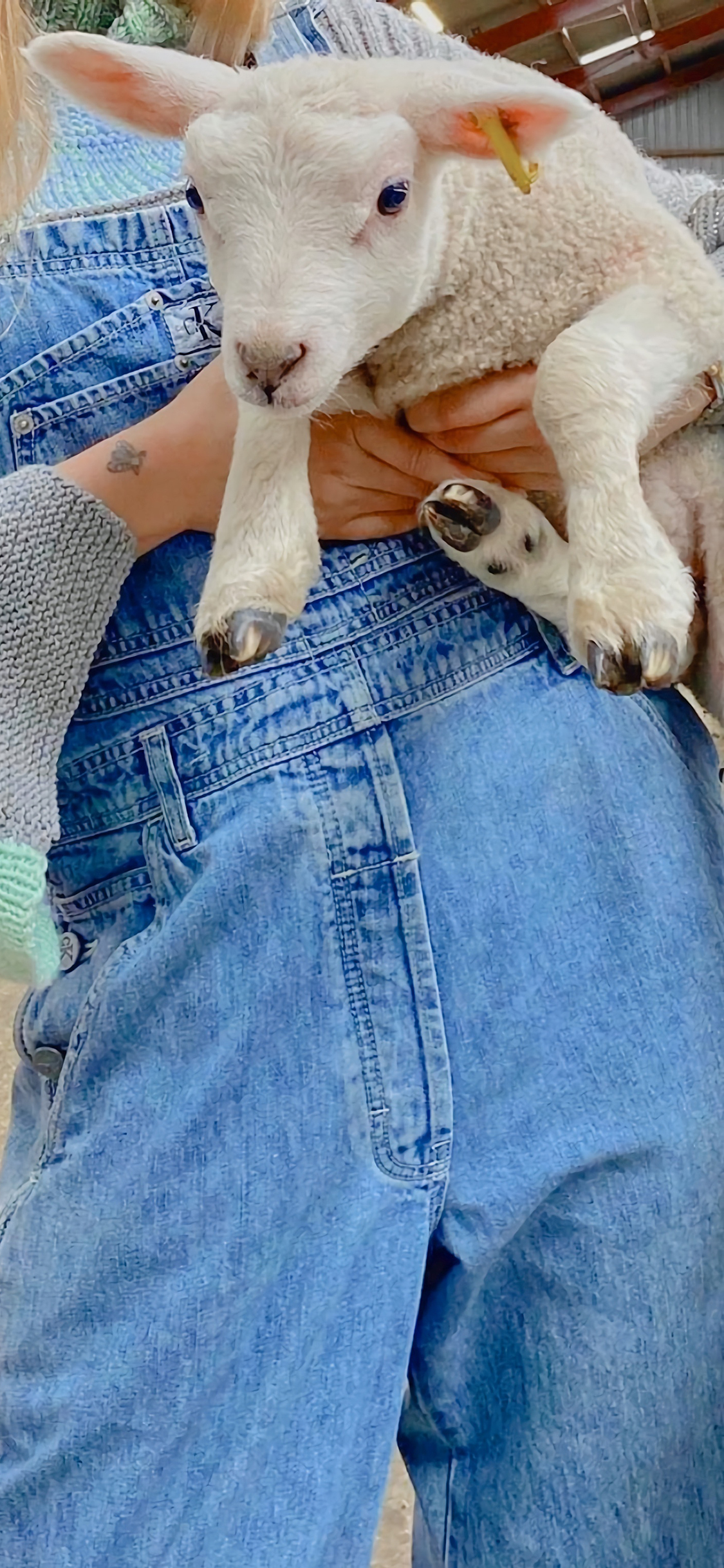 [2436×1125]小羊 牲畜 畜牧 牛仔 可爱 苹果手机壁纸图片