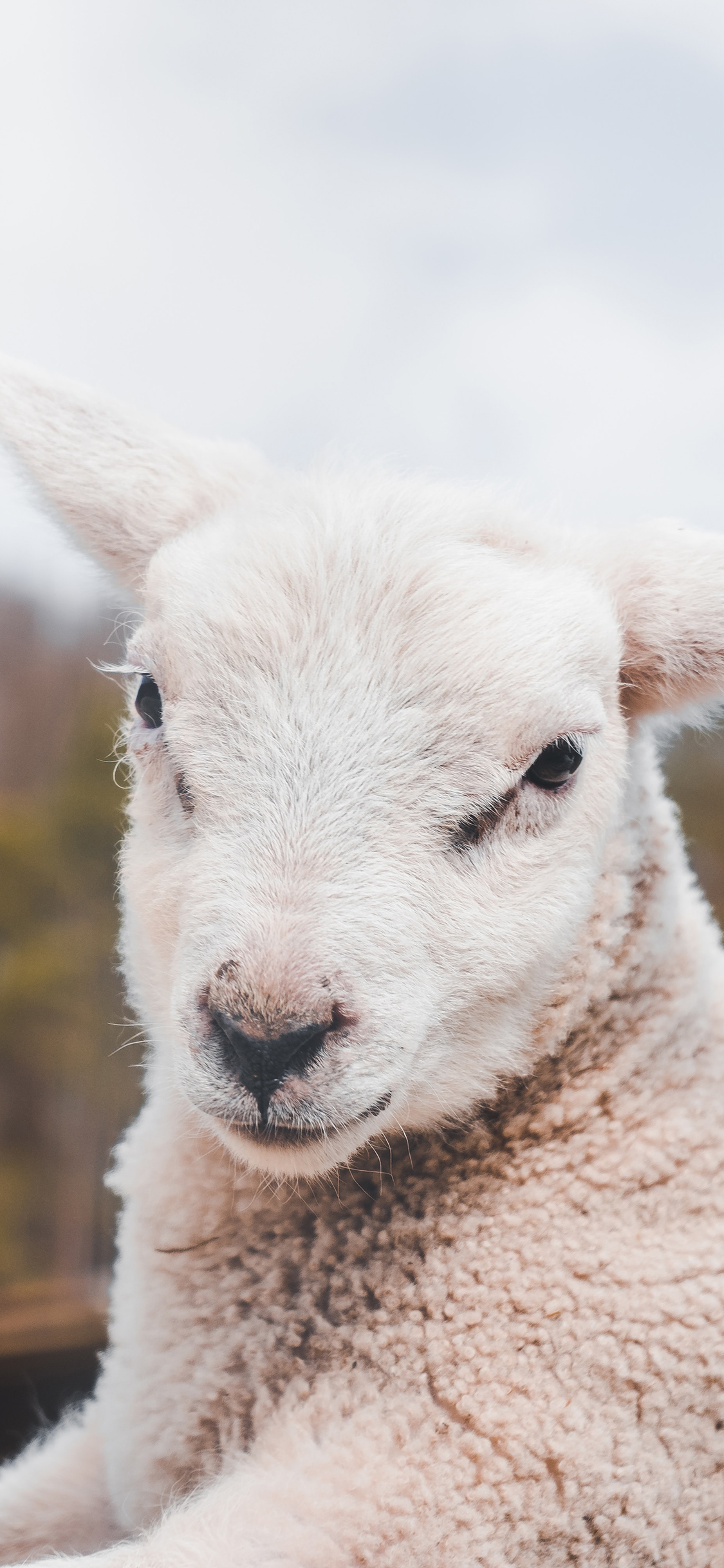 [2436×1125]小羊 白色 可爱 皮毛 苹果手机壁纸图片