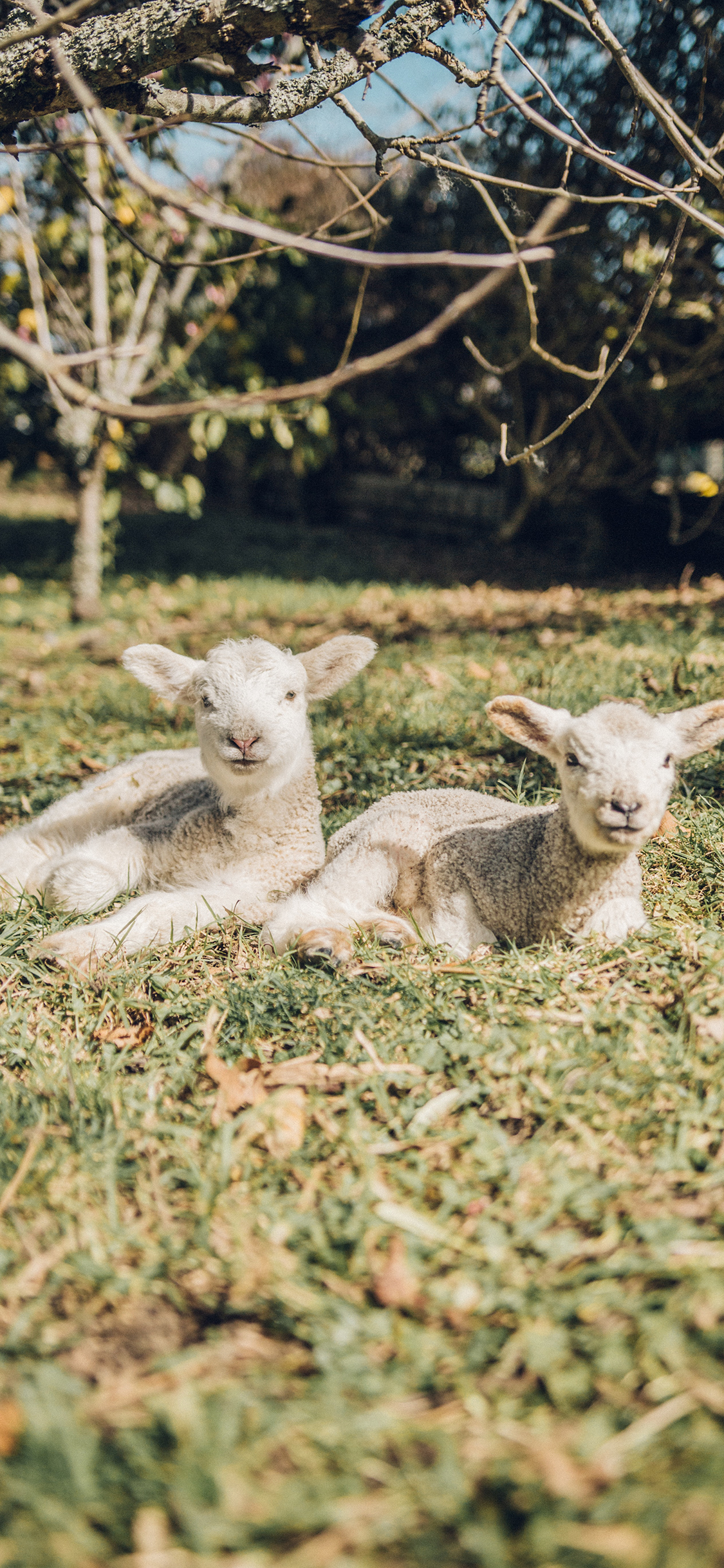 [2436×1125]小羊 羔羊 草地 野外 苹果手机壁纸图片