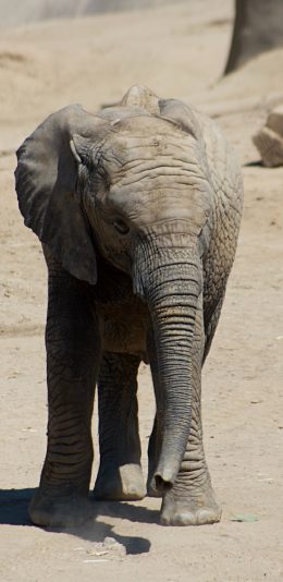 [2436x1125]小象 野外 幼仔 荒地 苹果手机壁纸图片