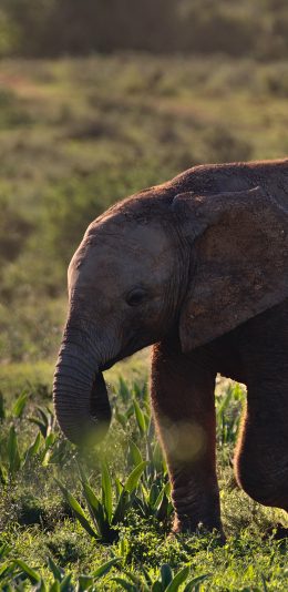 [2436x1125]小象 野外 草地 幼仔 苹果手机壁纸图片