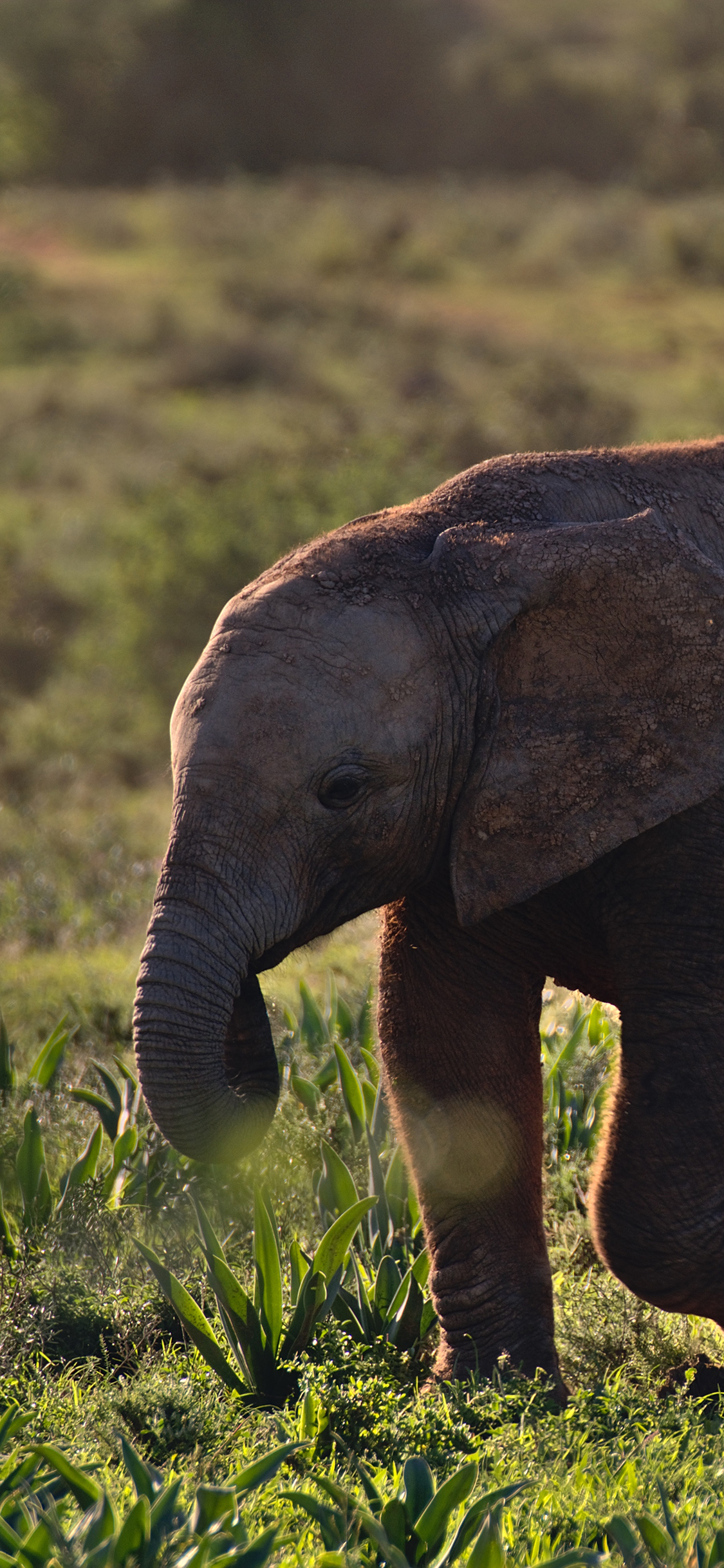 [2436×1125]小象 野外 草地 幼仔 苹果手机壁纸图片