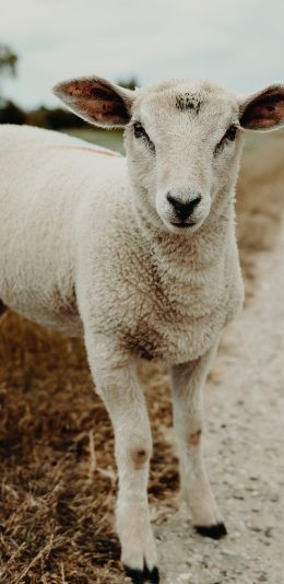 [2436x1125]小道 羊 荒野 幼仔 苹果手机壁纸图片