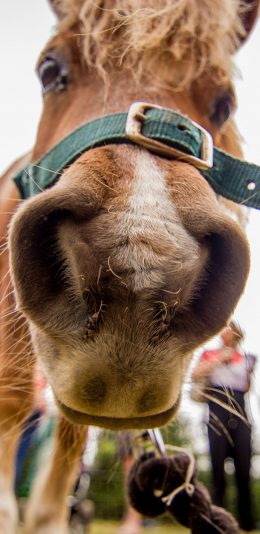 [2436x1125]小马驹 大鼻子 特写 可爱 苹果手机壁纸图片