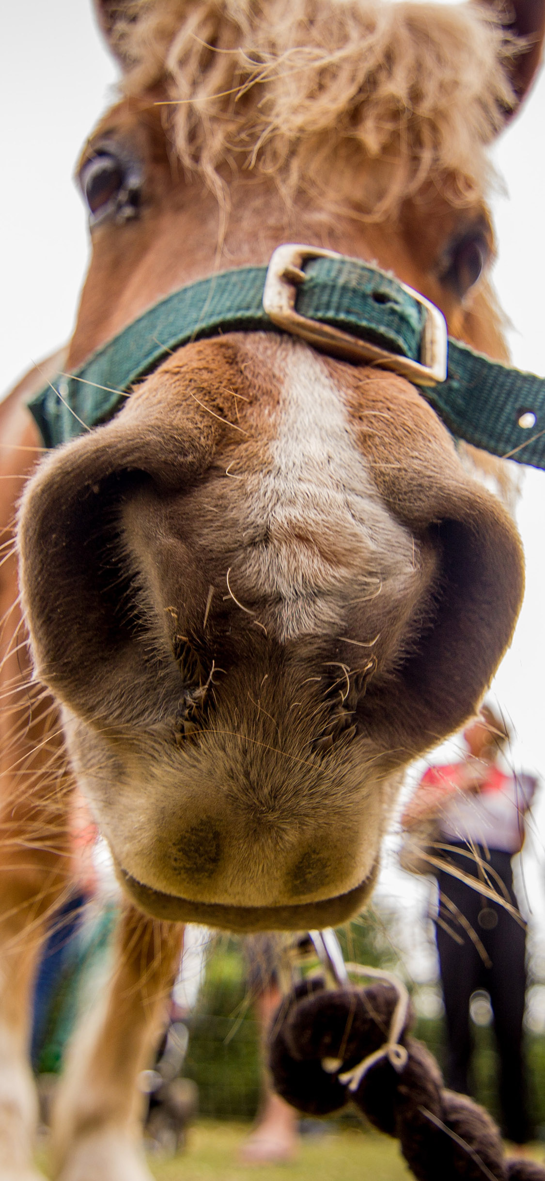[2436×1125]小马驹 大鼻子 特写 可爱 苹果手机壁纸图片