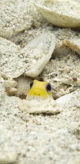 [2436x1125]小鱼 海沙 贝壳 海底 生物 苹果手机壁纸图片