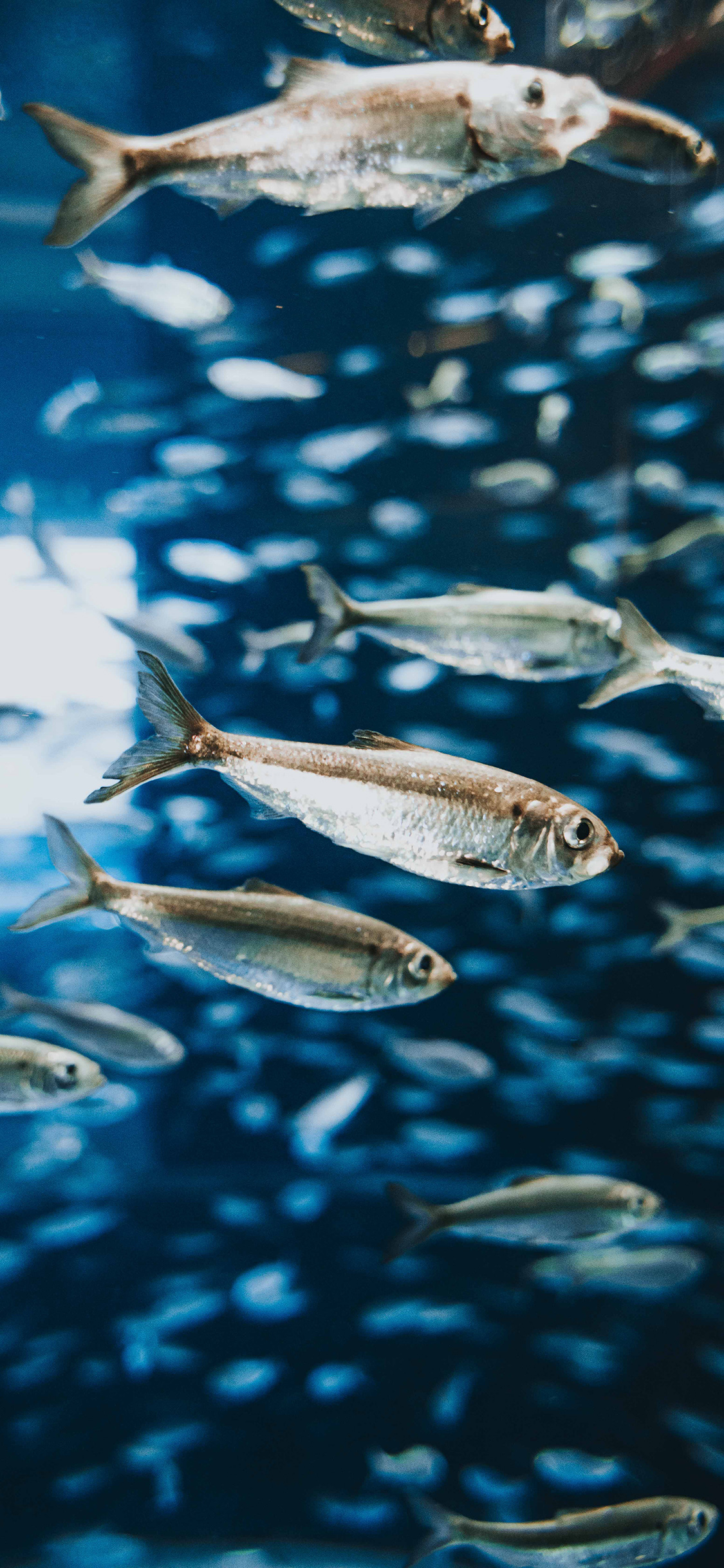 [2436×1125]小鱼 鱼群 海洋 鱼苗 苹果手机壁纸图片
