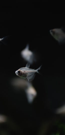 [2436x1125]小鱼 鱼苗 饲养 观赏鱼 苹果手机壁纸图片