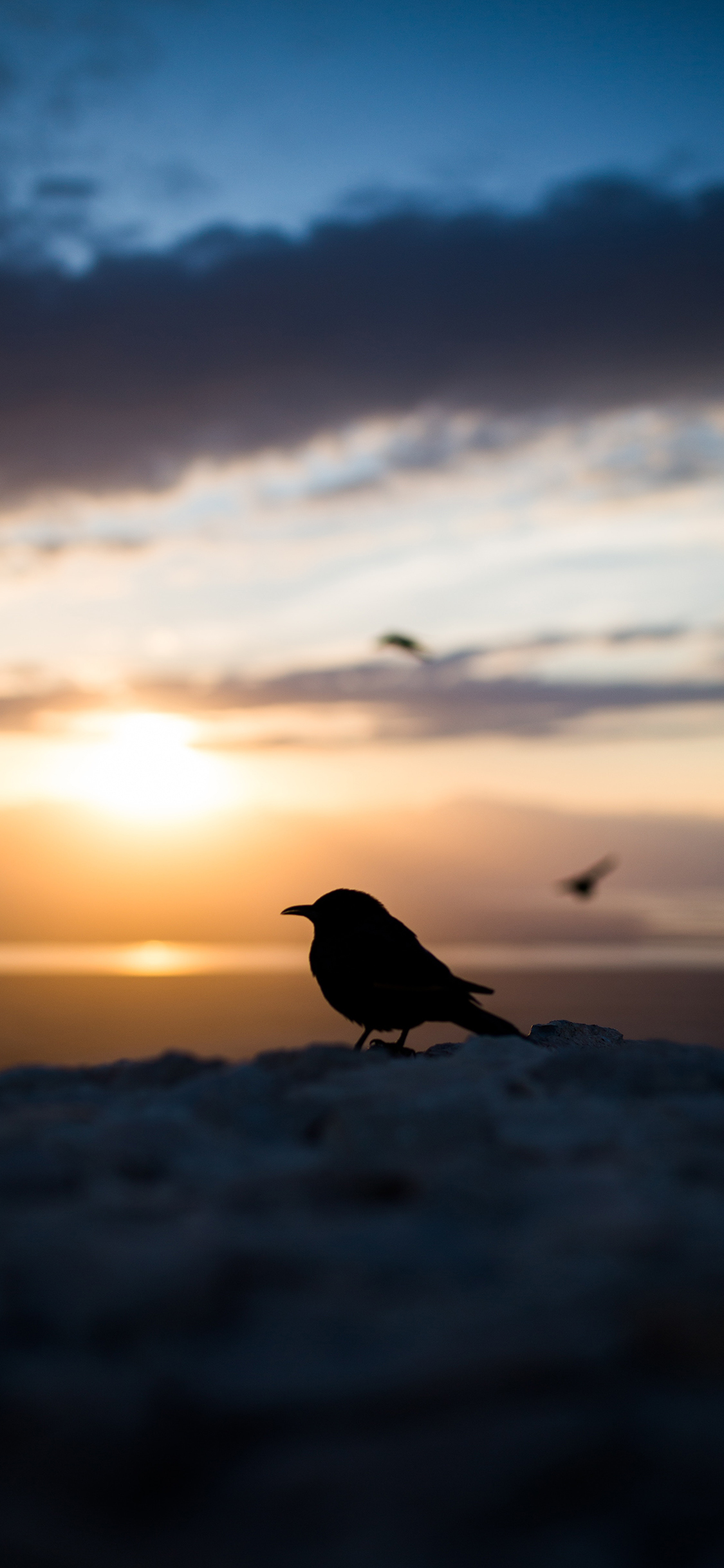 [2436×1125]小鸟 光影 彩霞 夕阳 苹果手机壁纸图片