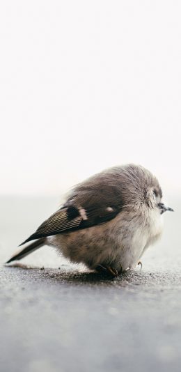 [2436x1125]小鸟 动物 白色 翅膀 苹果手机壁纸图片