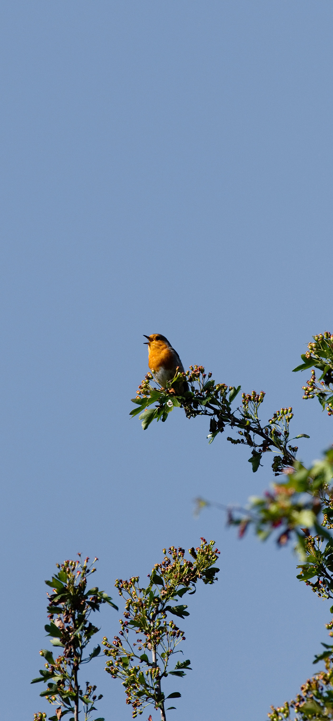 [2436×1125]小鸟 天空 枝叶 站立 苹果手机壁纸图片