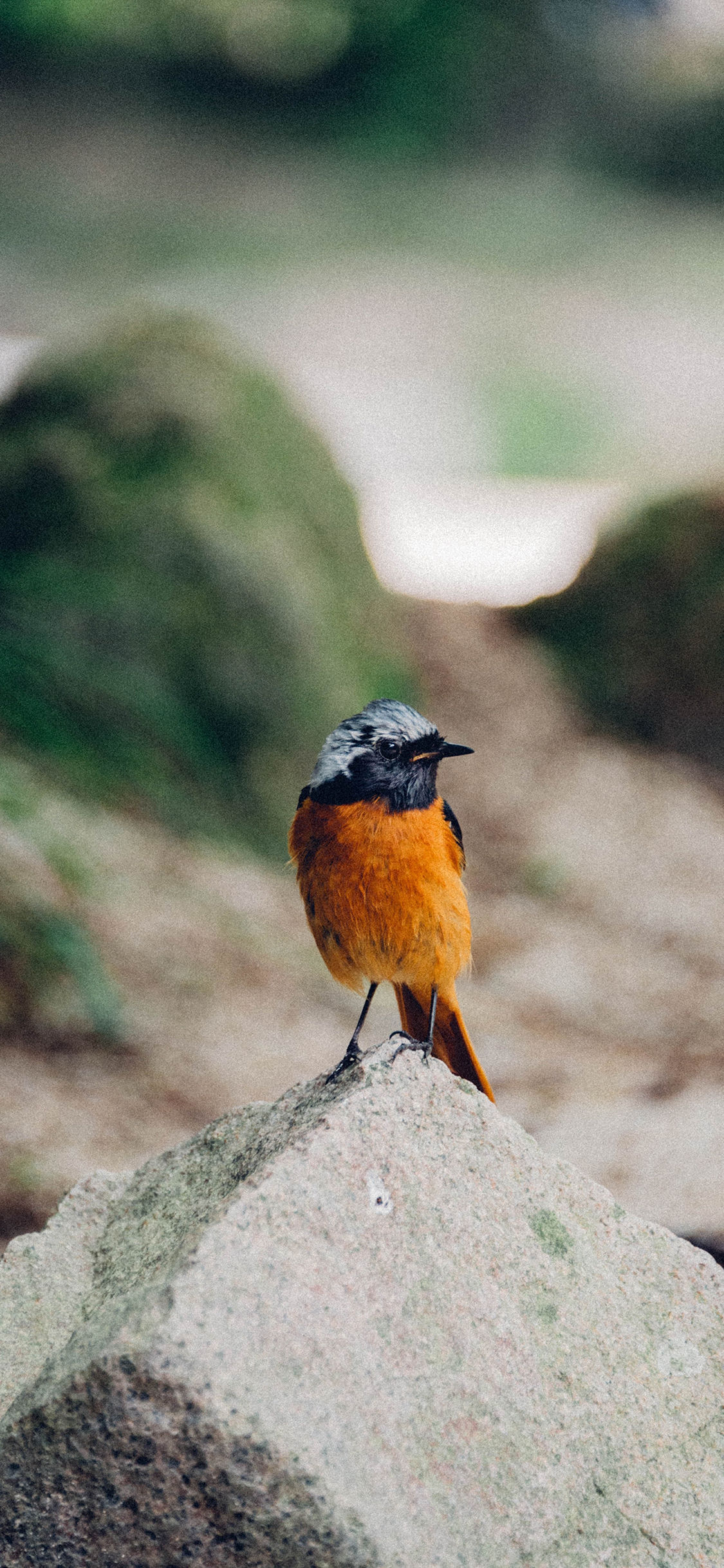 [2436×1125]小鸟 岩石 站立 飞鸟 苹果手机壁纸图片