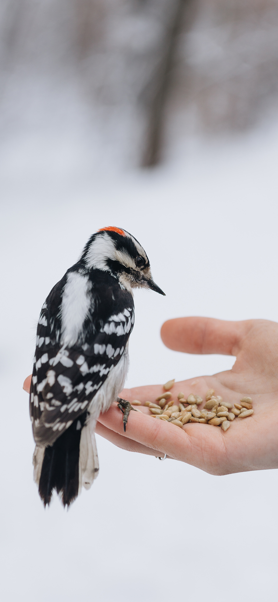[2436×1125]小鸟 手 喂食 谷类 苹果手机壁纸图片