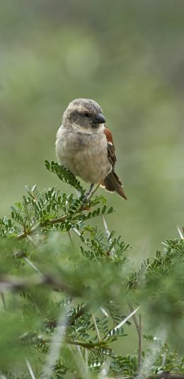 [2436x1125]小鸟 枝叶 枝头 站立 树枝 苹果手机壁纸图片