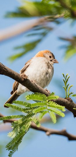 [2436x1125]小鸟 枝叶 枝头 绿叶 苹果手机壁纸图片