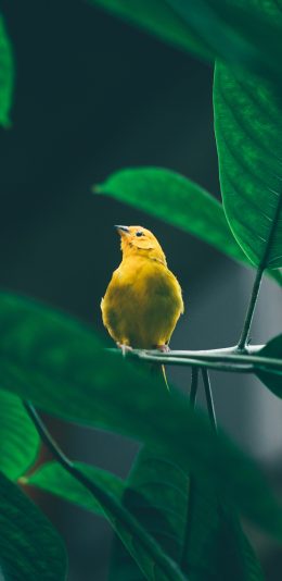 [2436x1125]小鸟 枝叶 绿叶 黄鹂 苹果手机壁纸图片