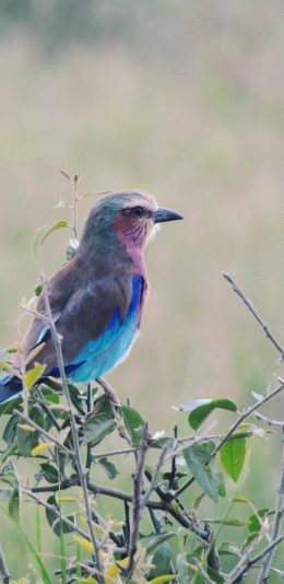 [2436x1125]小鸟 枝头 枝叶 飞鸟 苹果手机壁纸图片