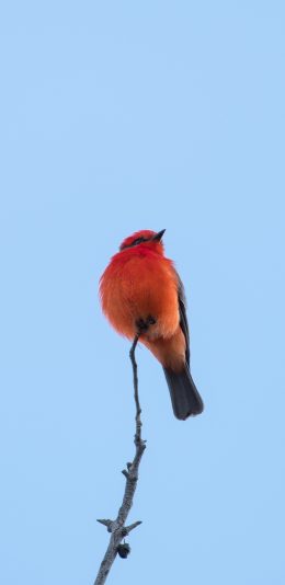 [2436x1125]小鸟 枝头 蓝天 飞鸟 苹果手机壁纸图片