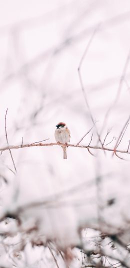 [2436x1125]小鸟 枝头 雪季 枯枝 苹果手机壁纸图片
