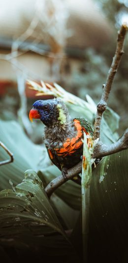 [2436x1125]小鸟 枝头 鸟类 站立 苹果手机壁纸图片