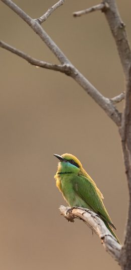 [2436x1125]小鸟 枝干 站立 羽毛 苹果手机壁纸图片
