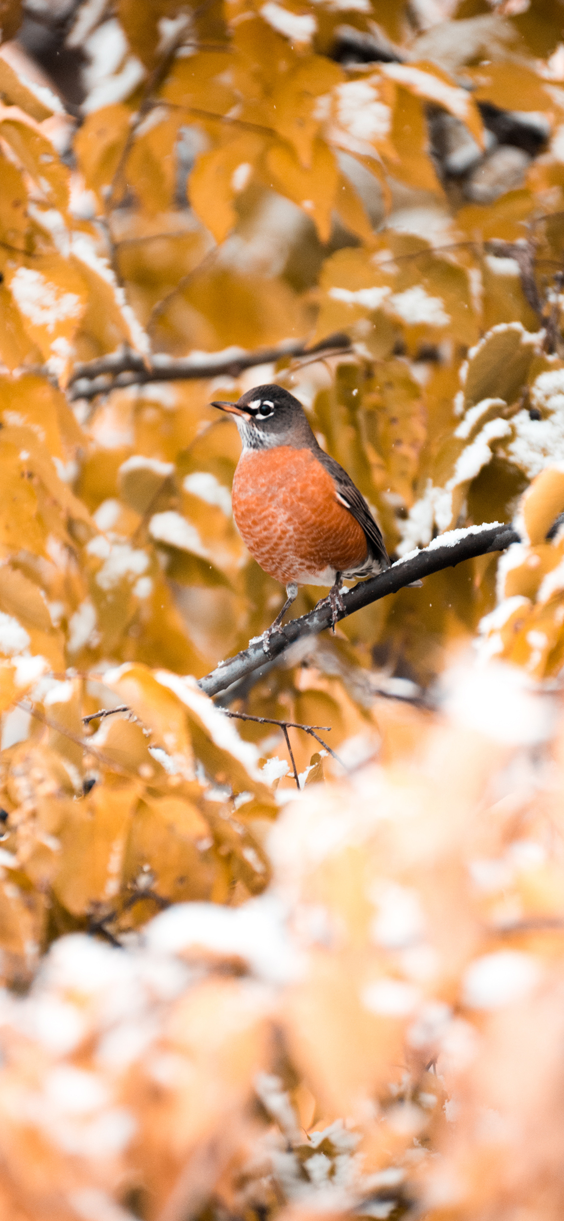 [2436×1125]小鸟 树叶 秋季 苹果手机壁纸图片