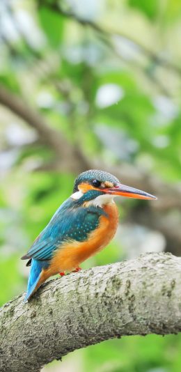 [2436x1125]小鸟 树干 户外 飞鸟 苹果手机壁纸图片
