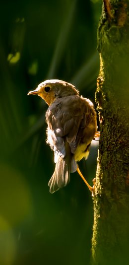 [2436x1125]小鸟 树干 绿色 羽毛 苹果手机壁纸图片