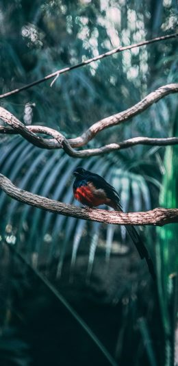 [2436x1125]小鸟 树枝 丛林 站立 苹果手机壁纸图片