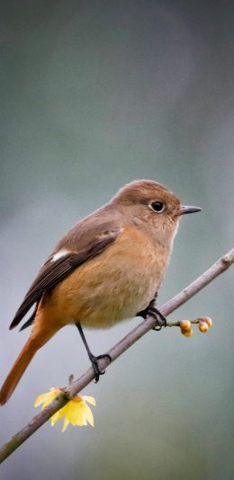 [2436x1125]小鸟 树枝 枝头 站立 苹果手机壁纸图片