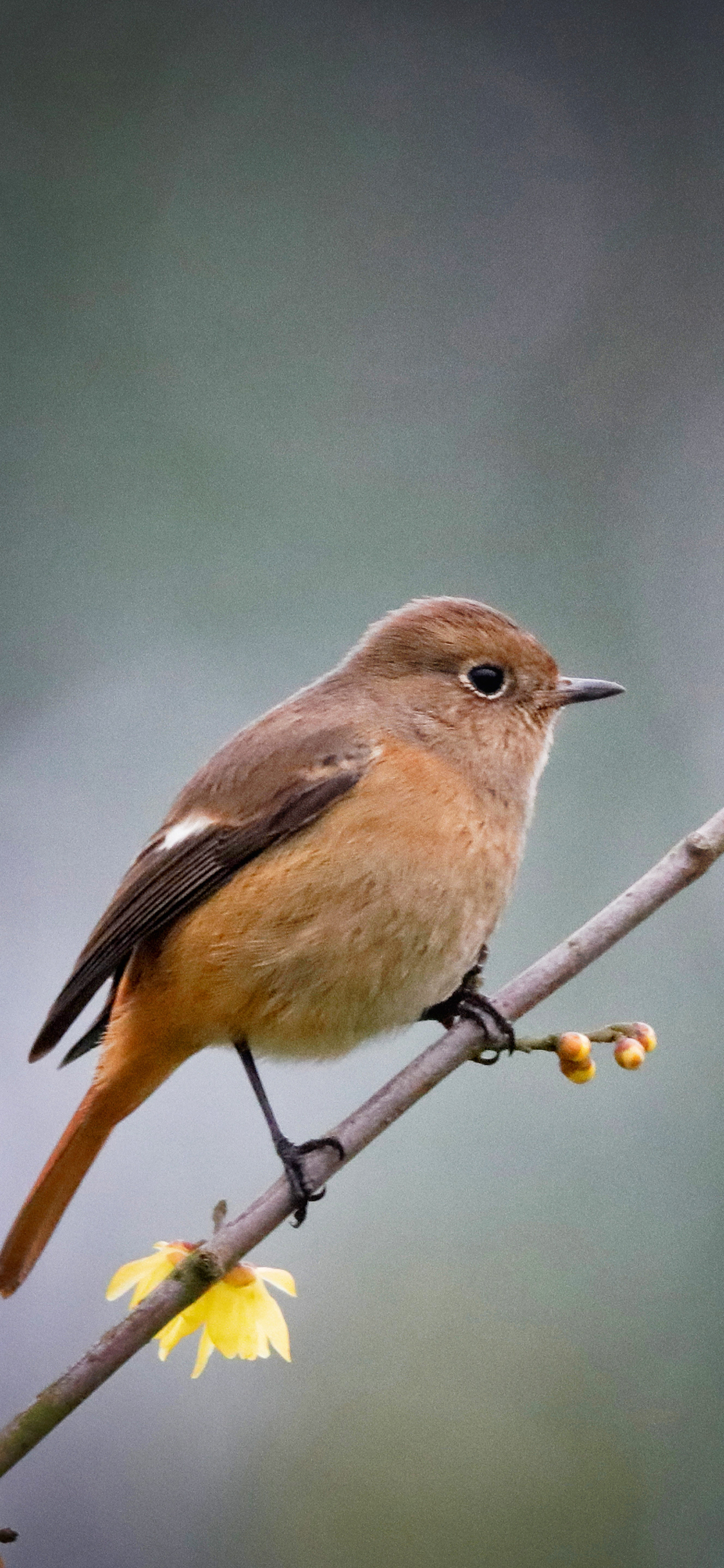 [2436×1125]小鸟 树枝 枝头 站立 苹果手机壁纸图片