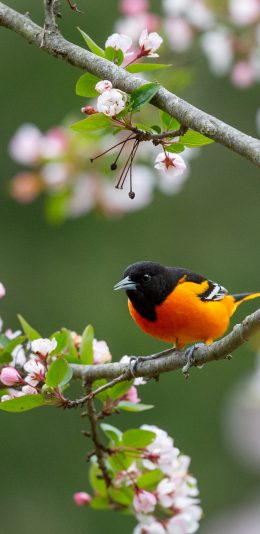[2436x1125]小鸟 树枝 枝头 花季 苹果手机壁纸图片