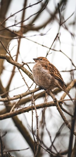 [2436x1125]小鸟 树枝 枯枝 鸟类 苹果手机壁纸图片