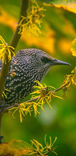 [2436x1125]小鸟 树枝 栖息 花朵 苹果手机壁纸图片