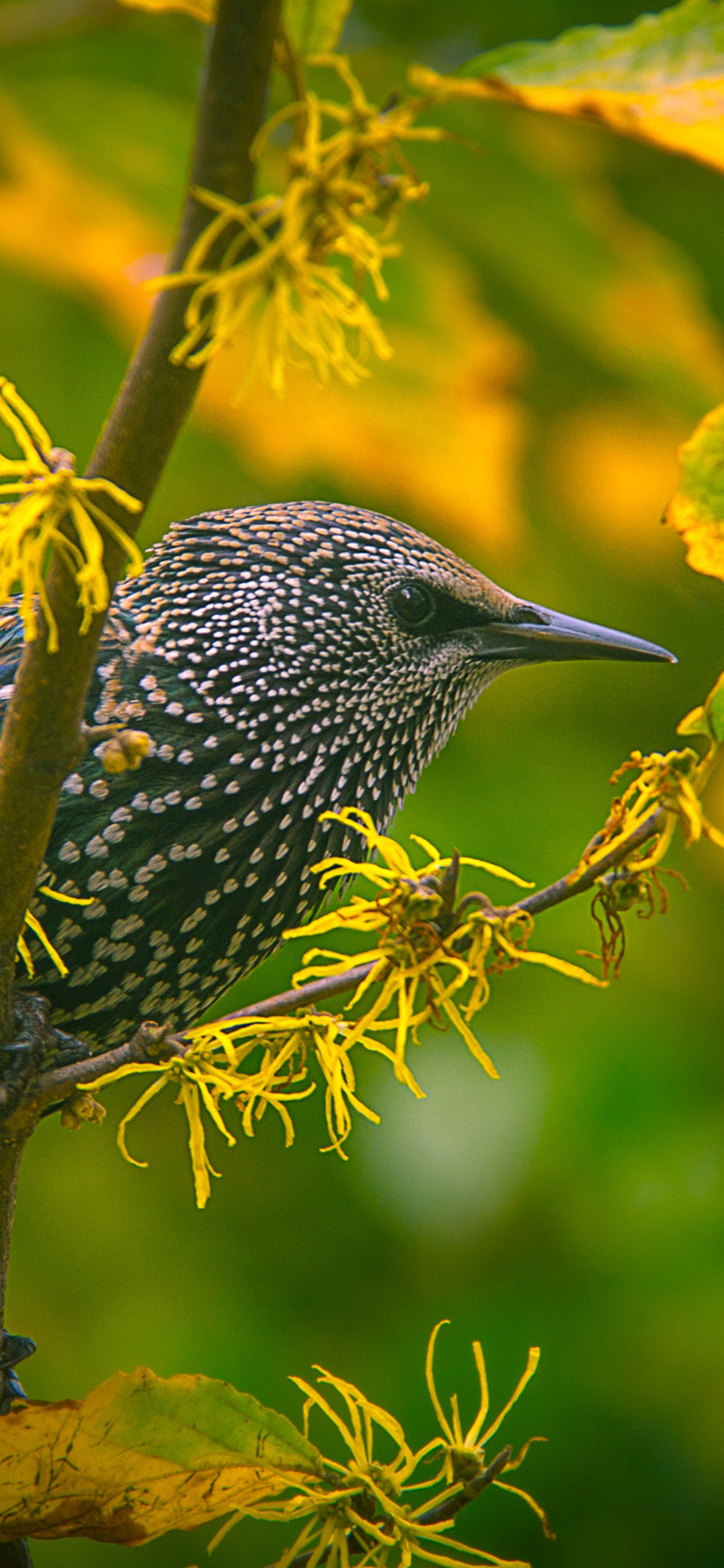 [2436×1125]小鸟 树枝 栖息 花朵 苹果手机壁纸图片